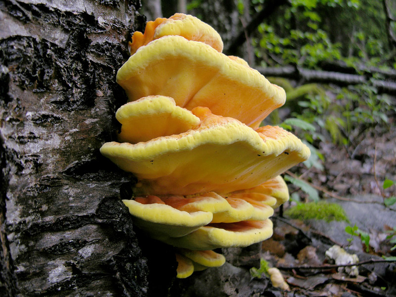 Laetiporus sulphureus(Bull.:Fr.)Murrill